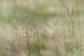 Blooming grass detail