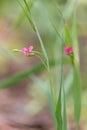 Pink flowers of grass vetchling with blurred green background Royalty Free Stock Photo