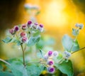 Blooming Great Burdock Royalty Free Stock Photo