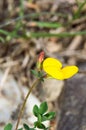 Blooming greater bird`s-foot trefoil glaber