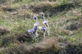 Blooming greater pasque flowers