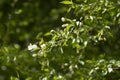 Blooming green bird cherry tree with white flowers. Royalty Free Stock Photo