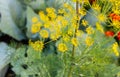 Blooming green dill in the vegetable garden in summer