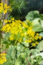 Blooming green dill in the vegetable garden in summer