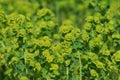 Blooming Green Euphorbia Flowers