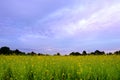 blooming green fields with yellow rapeseed flowers, blue sky, natural landscape, crop maturation, concept of beauty of nature, Royalty Free Stock Photo