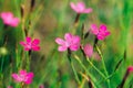 Blooming In Green Grass Wildflowers Meadow Carnations, Dianthus