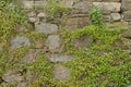 Blooming green ivy climbing on aged grit stone wall. Vegetation background.