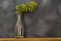 Blooming green oregano in glass bottle Royalty Free Stock Photo