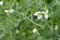 Green pea plants in the field Royalty Free Stock Photo