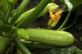 Blooming green plant with unripe zucchini