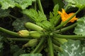 Blooming plant with unripe zucchini growing in garden, above view