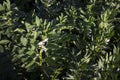 Green pod plants - beans, white broad beans flowers in the garden Royalty Free Stock Photo