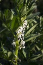 Green pod plants - beans, white broad beans flowers in the garden Royalty Free Stock Photo