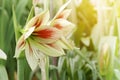 Blooming Green Red Hippeastrum, Amaryllis Flowers in the Garden