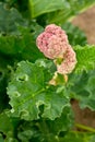 Blooming, green rhubarb. Shallow depth-of-field.