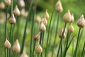 Blooming green shoots of onions Royalty Free Stock Photo