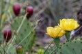 Blooming green spiky cactus with red fruit and long thorns is perfectly adapted to deserts and dry areas due to succulent water Royalty Free Stock Photo