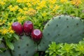 Blooming green spiky cactus with red fruit and long thorns is perfectly adapted to deserts and dry areas due to succulent water Royalty Free Stock Photo