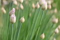 Blooming green stems onions Royalty Free Stock Photo