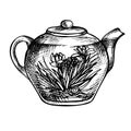 Blooming green tea with flow Blooming green tea with flowers in glass cup.Sketch hand drawn Teapot. Royalty Free Stock Photo