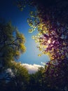 Blooming green tree in a spring park