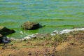 Blooming green water. Green algae polluted river Royalty Free Stock Photo