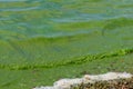 Blooming green water. Green algae polluted river Royalty Free Stock Photo