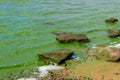 Blooming green water. Green algae polluted river Royalty Free Stock Photo