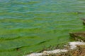 Blooming green water. Green algae polluted river Royalty Free Stock Photo