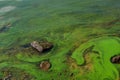 Blooming green water. Green algae polluted river Royalty Free Stock Photo