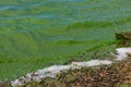 Blooming green water. Green algae polluted river Royalty Free Stock Photo