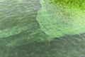 Blooming green water. Green algae polluted river. Royalty Free Stock Photo