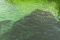 Blooming green water. Green algae polluted river.