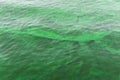Blooming green water. Green algae polluted river.