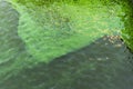 Blooming green water. Green algae polluted river. Royalty Free Stock Photo