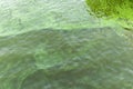 Blooming green water. Green algae polluted river. Royalty Free Stock Photo