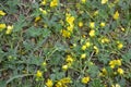 Blooming green-yellow plants, flowers background. Royalty Free Stock Photo
