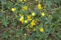 Blooming green-yellow plants, flowers background. Royalty Free Stock Photo