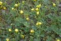 Blooming green-yellow plants, flowers background. Royalty Free Stock Photo