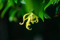 Blooming greenish-yellow ylang-ylang flower hanging in a tree Royalty Free Stock Photo