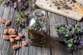 Preparation of ground-ivy macerate in almond oil Royalty Free Stock Photo