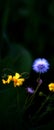 Blooming Groundsel flowers at Modiin Israel Royalty Free Stock Photo