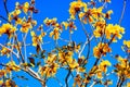 blooming Guayacan or Handroanthus chrysanthus or Golden Bell Tree Royalty Free Stock Photo