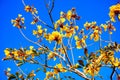 blooming Guayacan or Handroanthus chrysanthus or Golden Bell Tree Royalty Free Stock Photo