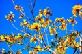 blooming Guayacan or Handroanthus chrysanthus or Golden Bell Tree Royalty Free Stock Photo