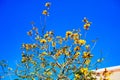 blooming Guayacan or Handroanthus chrysanthus or Golden Bell Tree Royalty Free Stock Photo