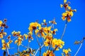 blooming Guayacan or Handroanthus chrysanthus or Golden Bell Tree Royalty Free Stock Photo