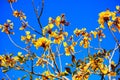 blooming Guayacan or Handroanthus chrysanthus or Golden Bell Tree Royalty Free Stock Photo