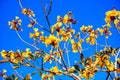 blooming Guayacan or Handroanthus chrysanthus or Golden Bell Tree Royalty Free Stock Photo